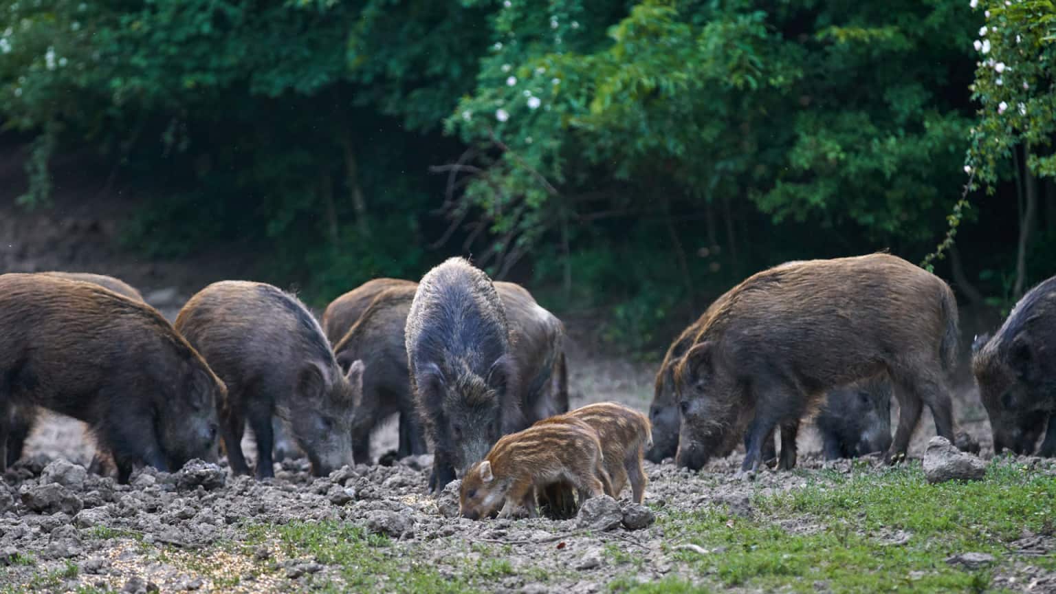 How To Attract Wild Hogs To Your Land - The Body Training