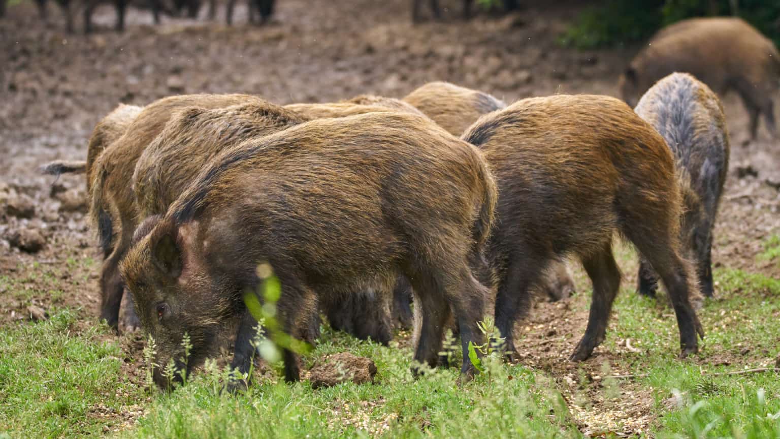 will-hogs-eat-corn-soaked-in-diesel-the-body-training