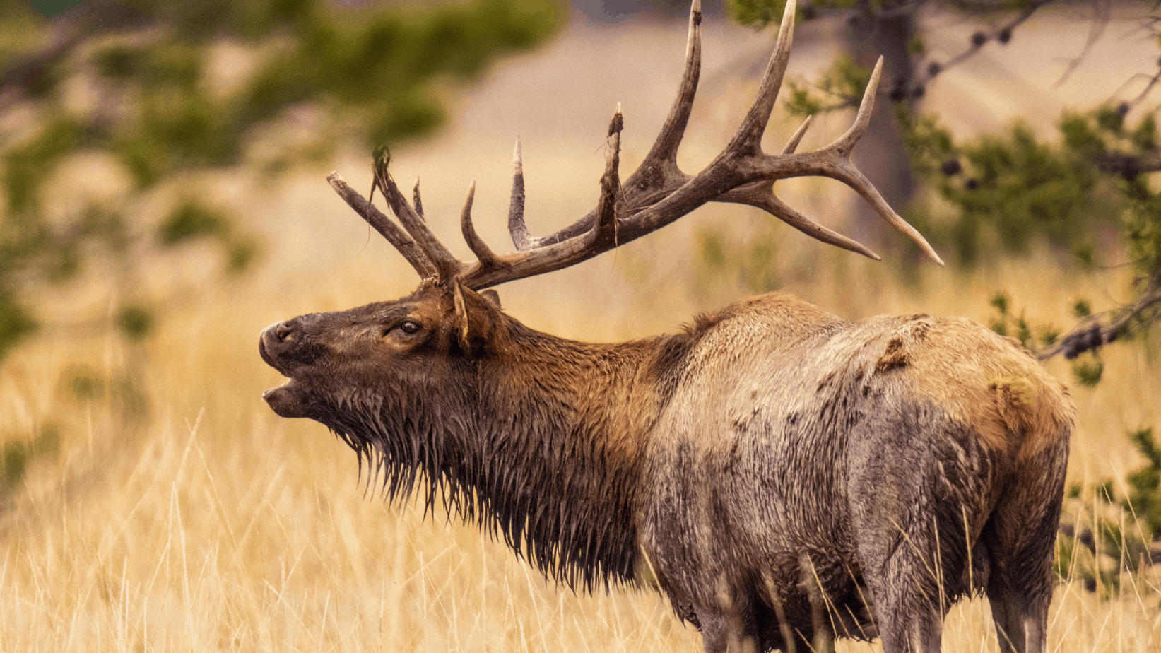 How Far Do Elk Run When Spooked? - The Body Training