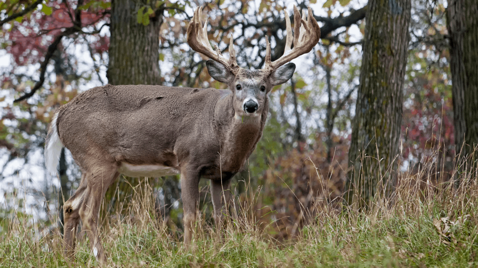 Do Deer Eat Peaches? 🍑 - The Body Training