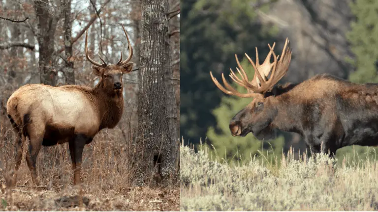 Elk Tracks Vs. Moose Tracks: Differences Explained - The Body Training