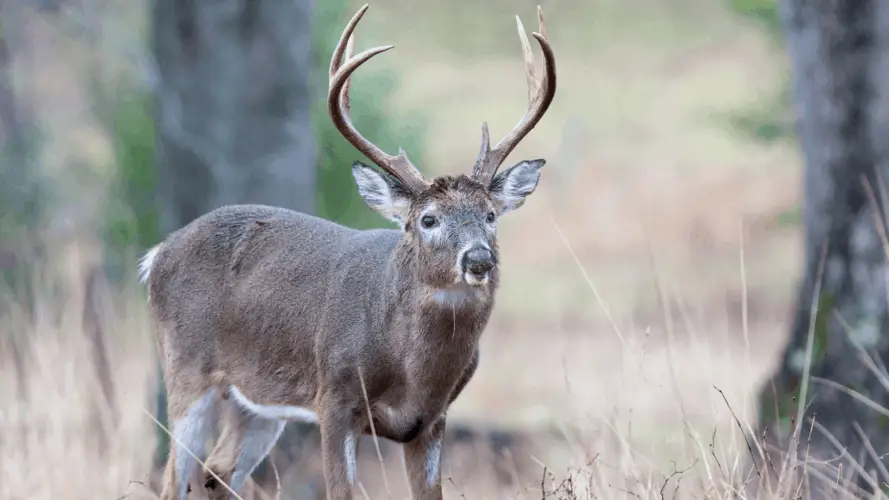 Best Temperature For Deer Hunting - The Body Training