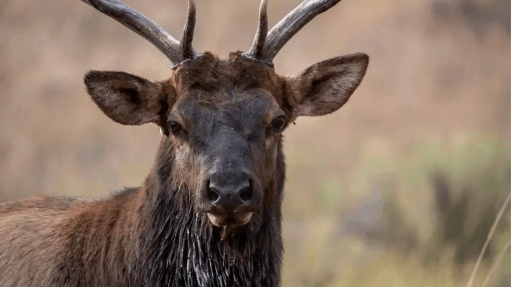 Do Elk Decoys Work? The Body Training