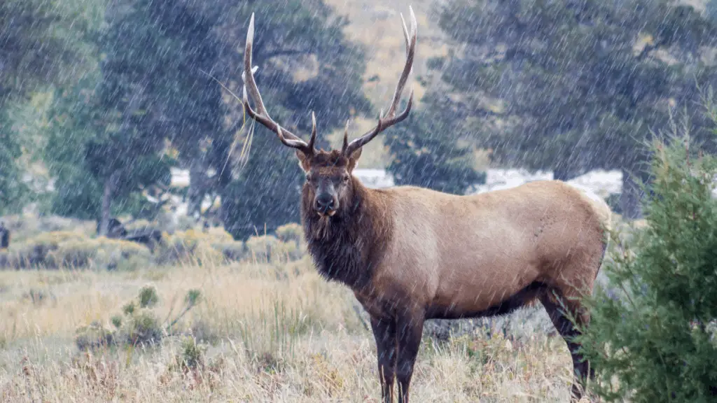 What Do Elk Do For The Environment