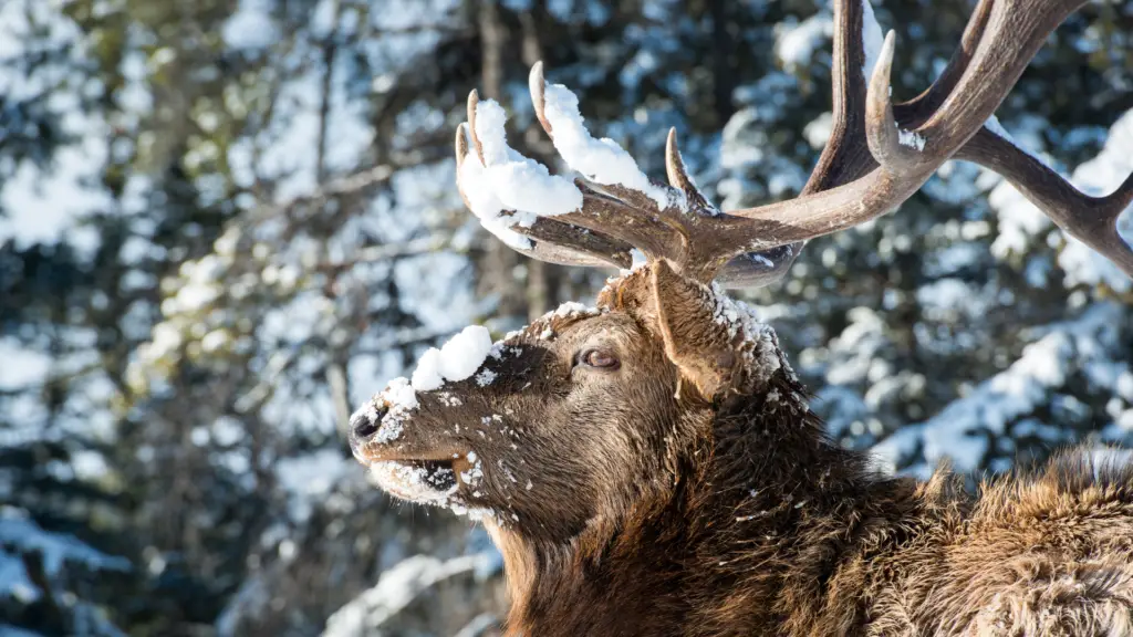 can-you-hunt-elk-with-a-308-the-body-training