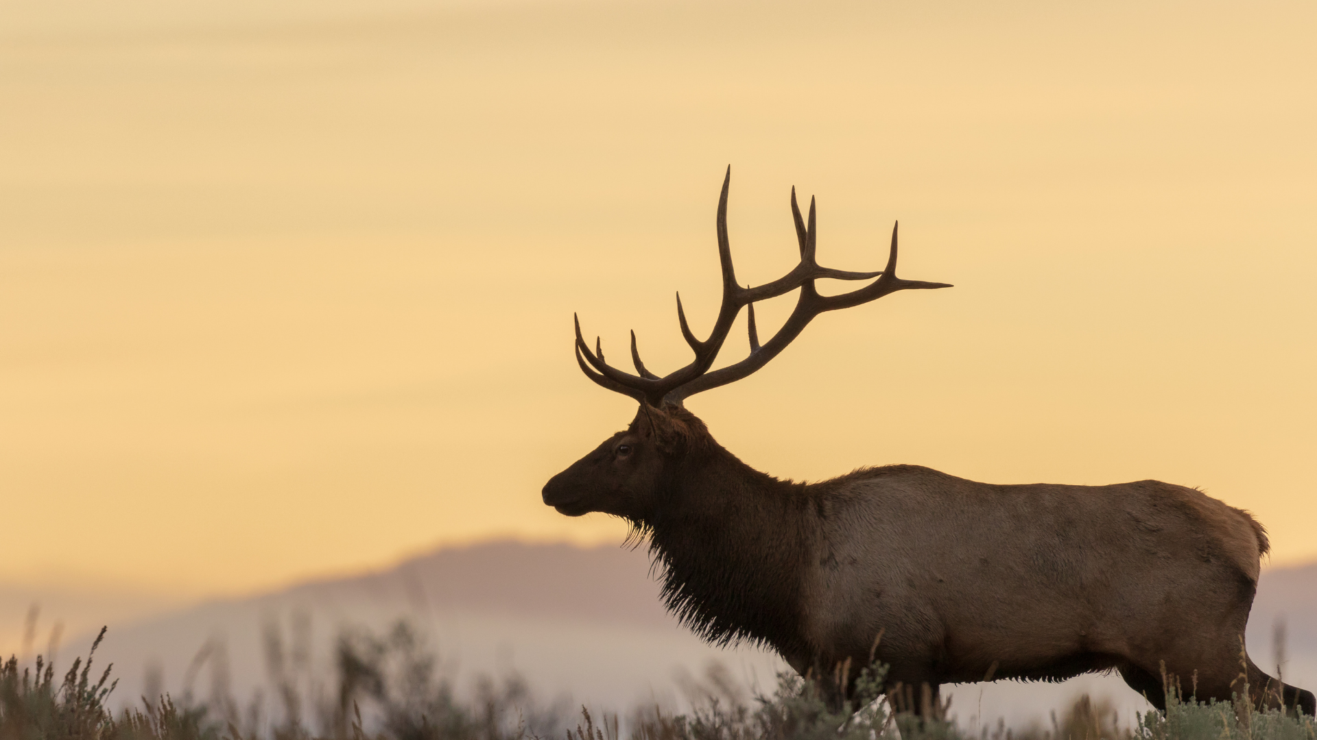 can-you-hunt-elk-with-a-270-the-body-training