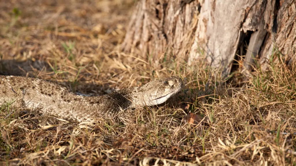 Do Wild Hogs Eat Snakes? - The Body Training