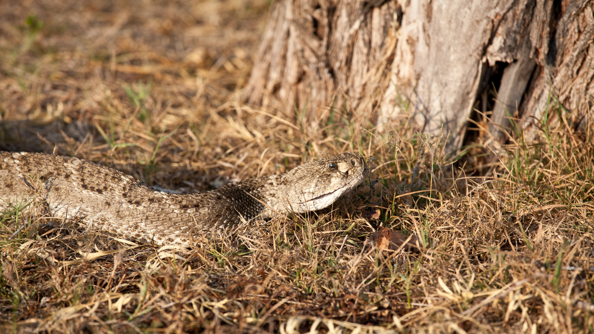 Do Wild Hogs Eat Snakes? - The Body Training