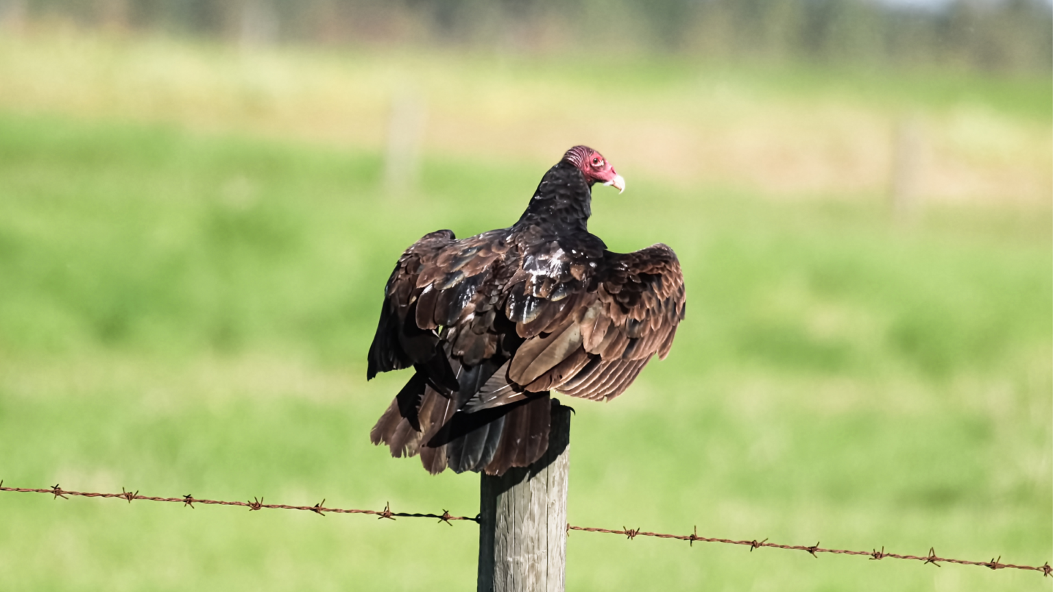 Why Don't Buzzards Eat Wild Hogs? - The Body Training