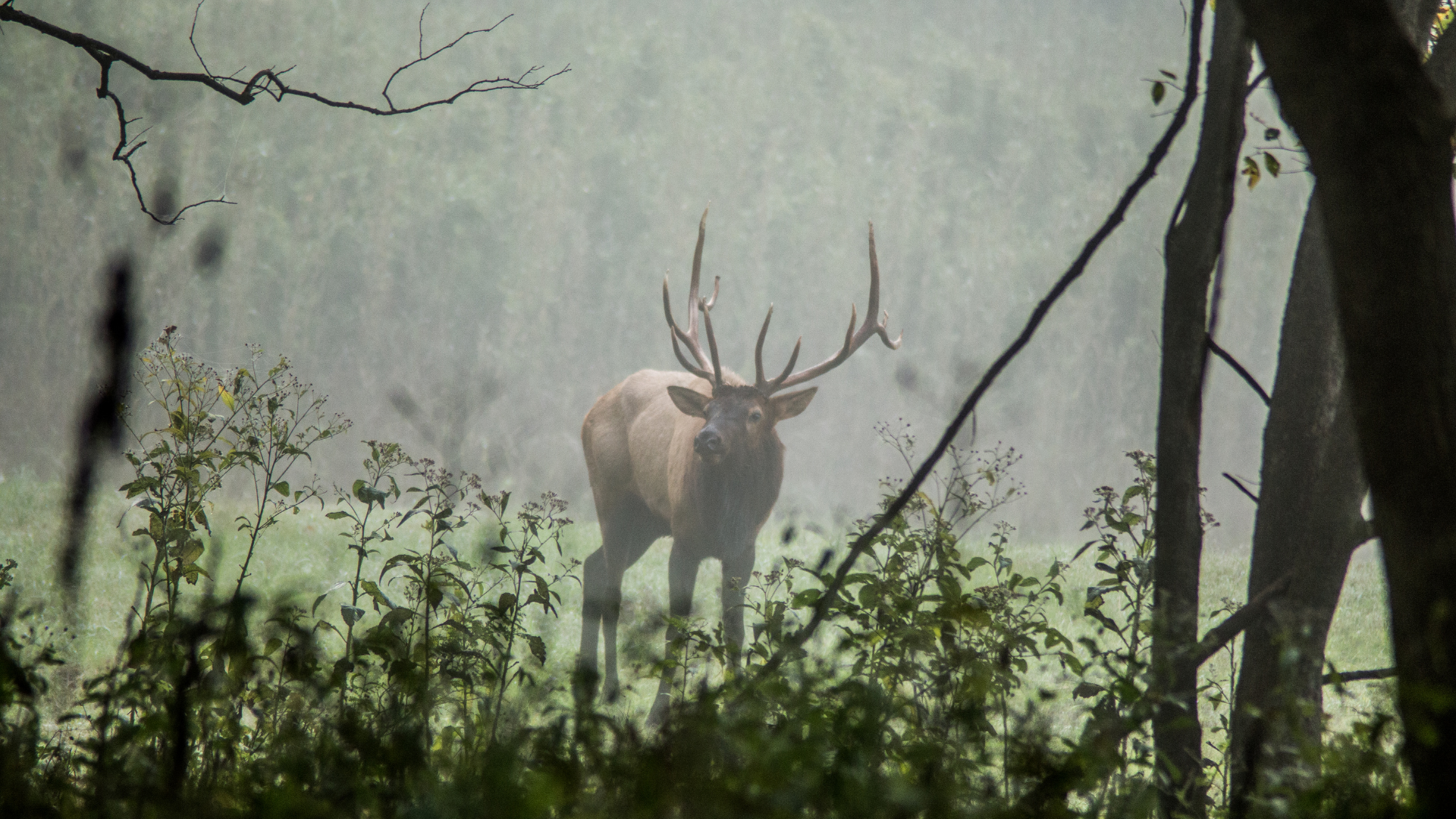 are-remington-core-lokt-bullets-good-for-elk-the-body-training