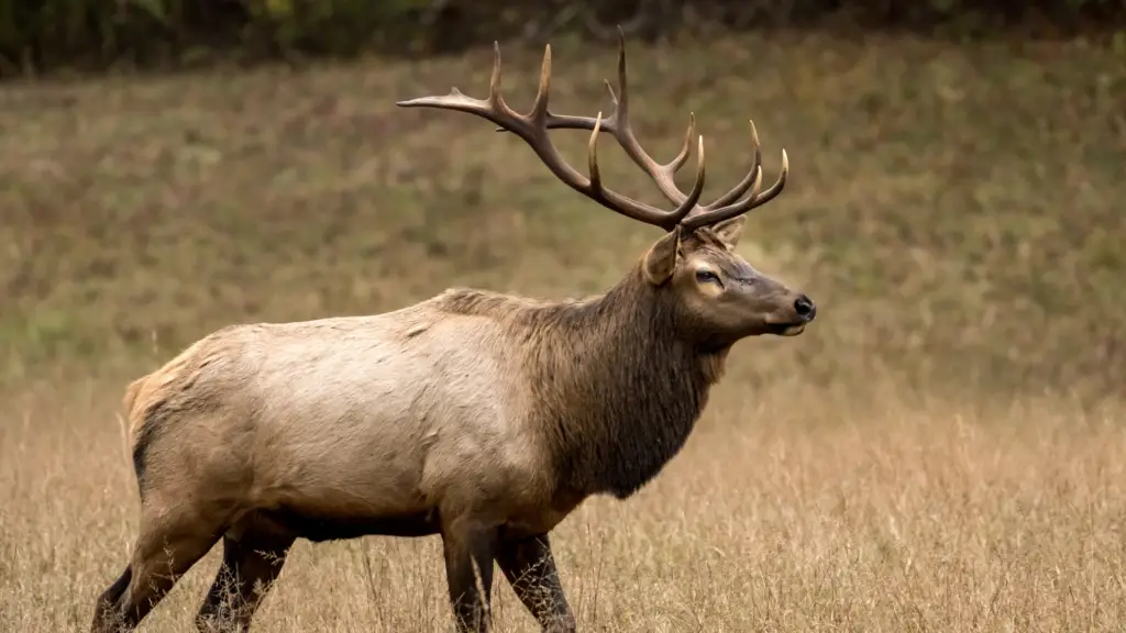 can-you-hunt-elk-with-a-45-70-the-body-training