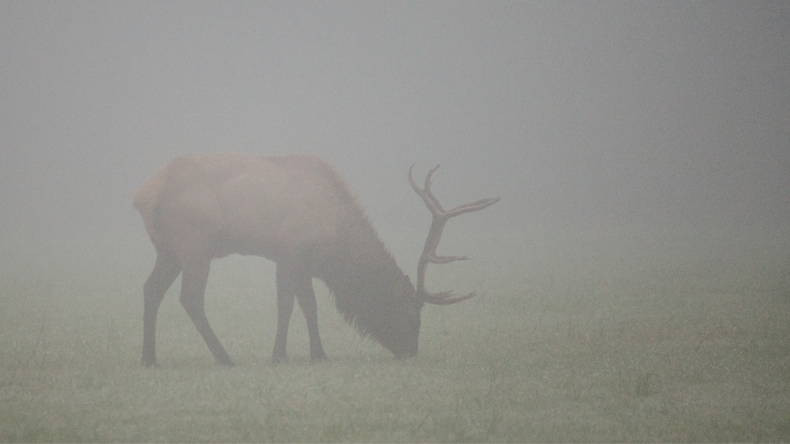 can-you-hunt-elk-with-a-recurve-bow-the-body-training