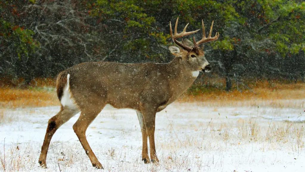 Can You Kill A Deer With A Recurve Bow? The Body Training