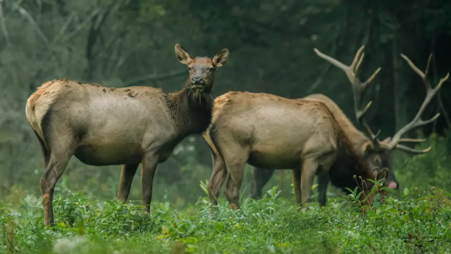 can-you-hunt-elk-with-a-350-legend-the-body-training