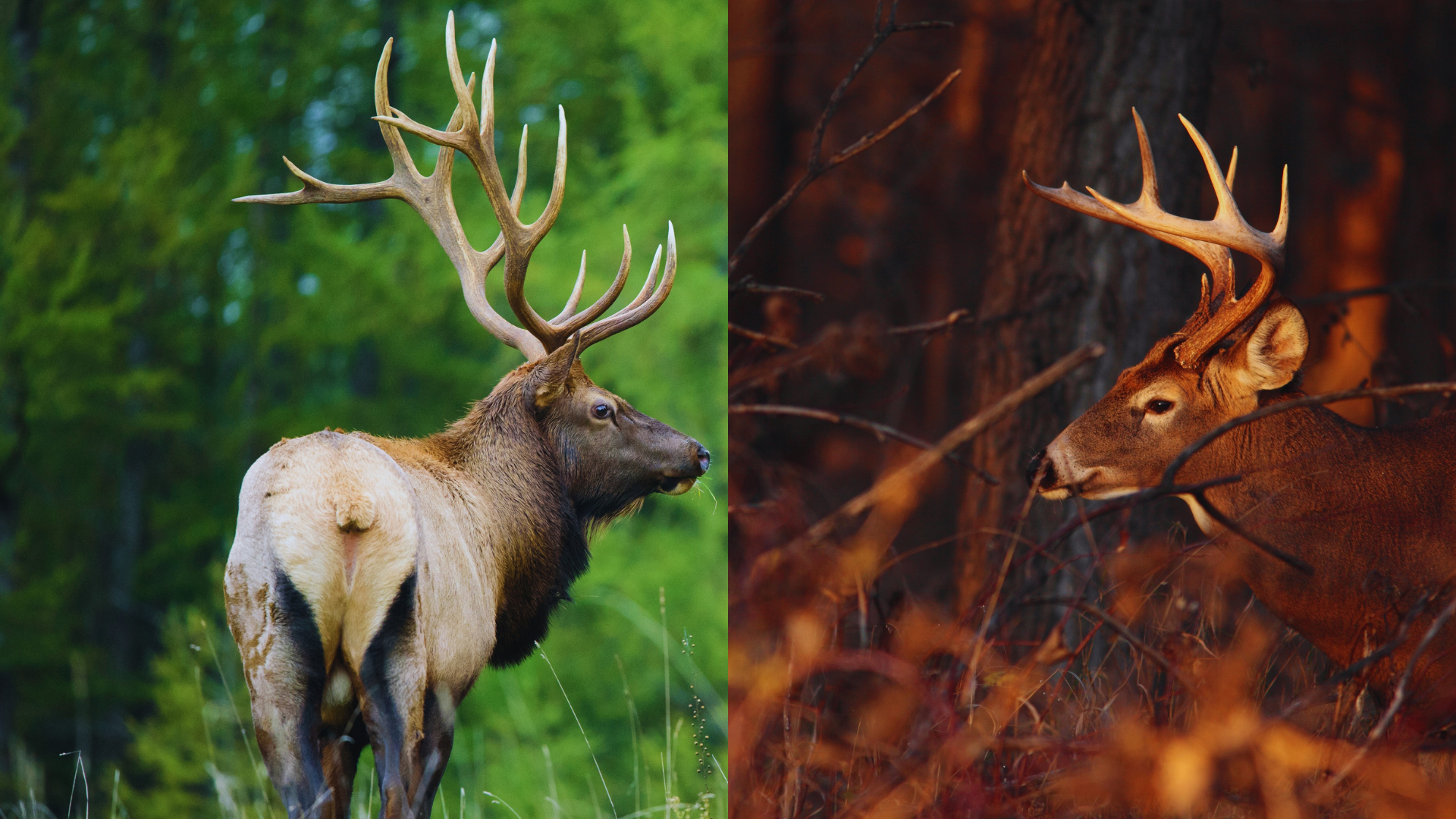 Elk Tracks Vs Deer Tracks: Differences Explained - The Body Training