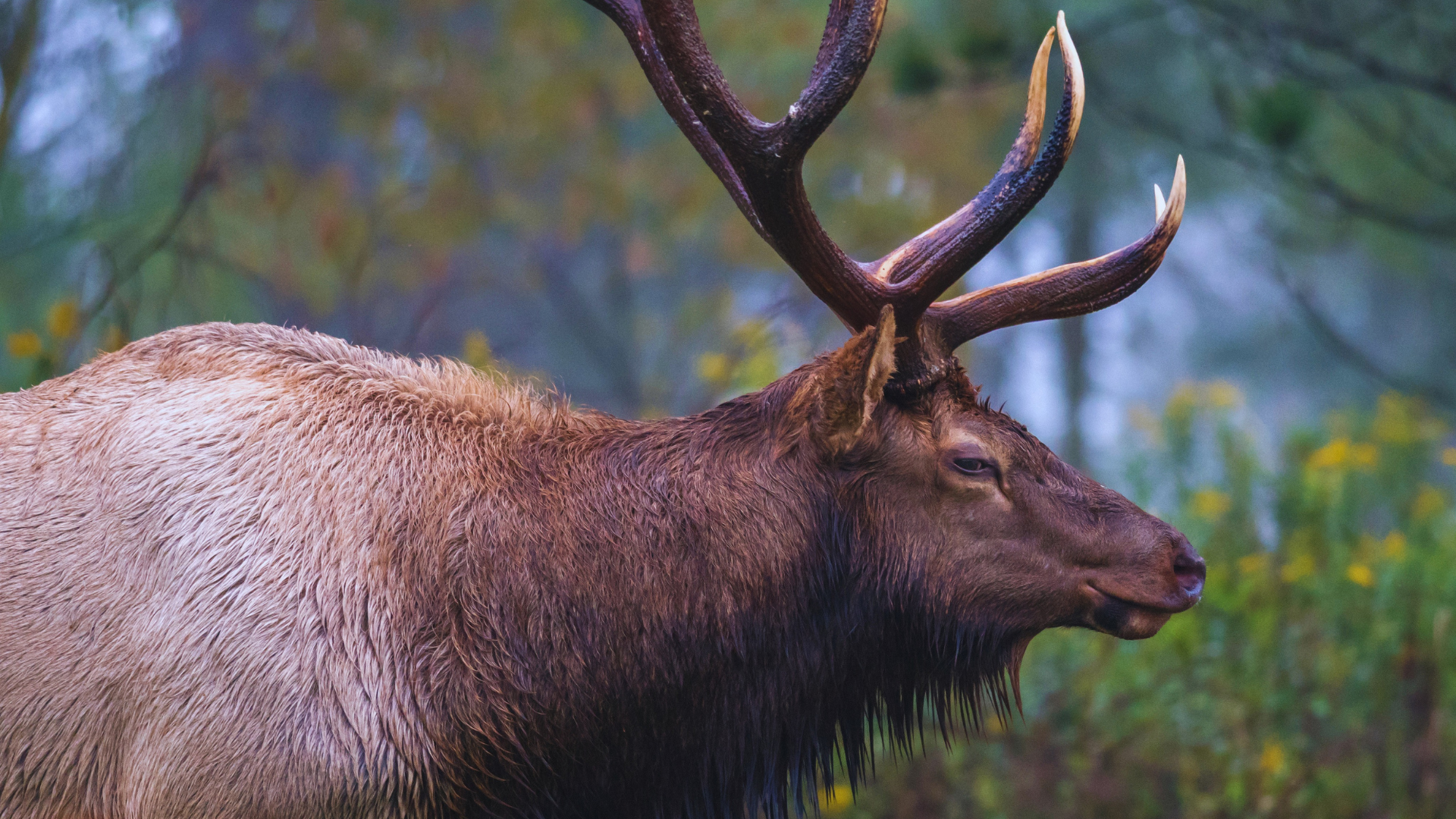 are-hornady-interlock-bullets-good-for-elk-the-body-training