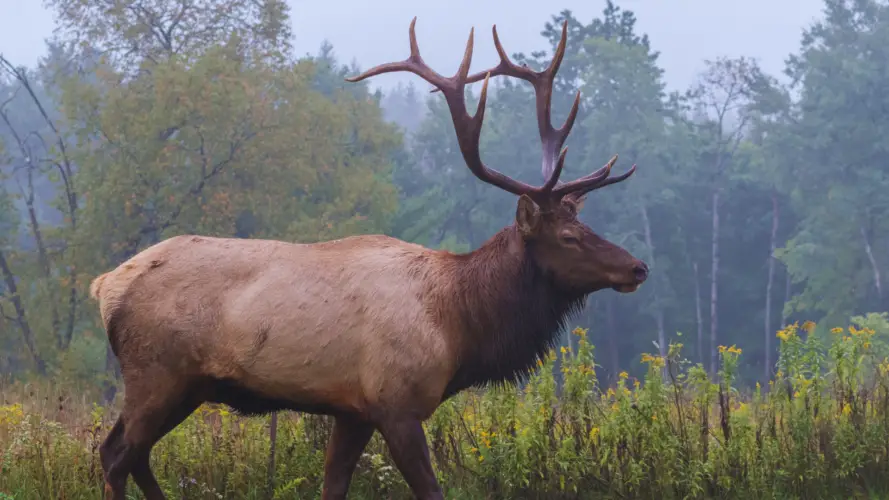 How Much Does It Cost To Mount An Elk? - The Body Training