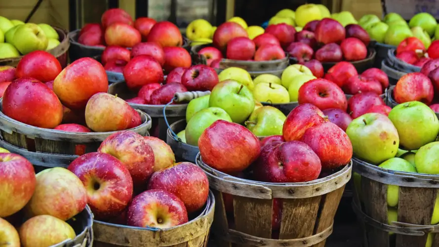 Do Elk Like Apples? 🍎 The Body Training